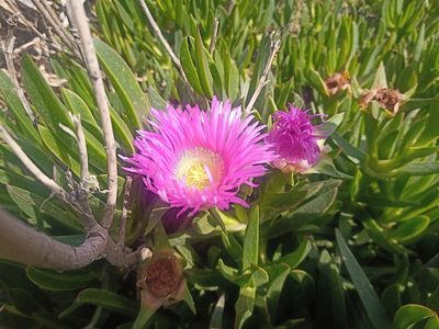 Carpobrotus acinaciformis, photographed by Michal Honskus
