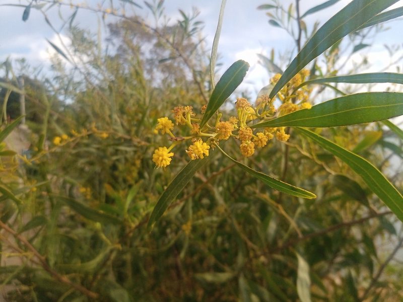 Acacia saligna, photographed by Michal Honskus