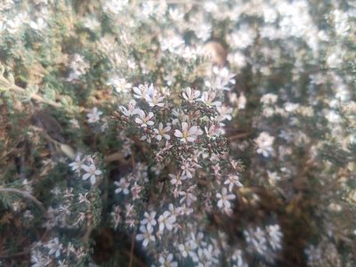 Frankenia hirsuta, photographed by Michal Honskus
