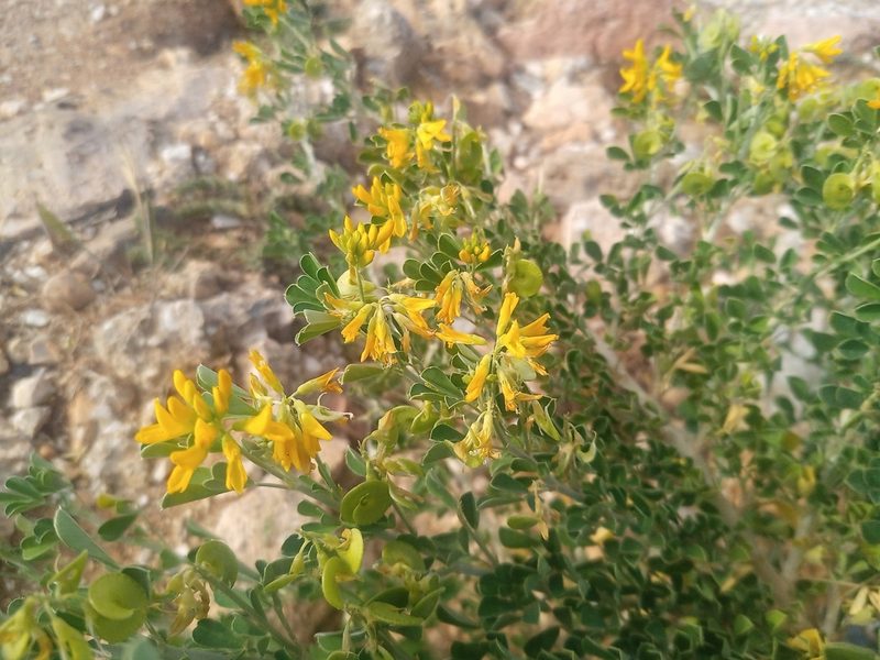 Medicago arborea, photographed by Michal Honskus