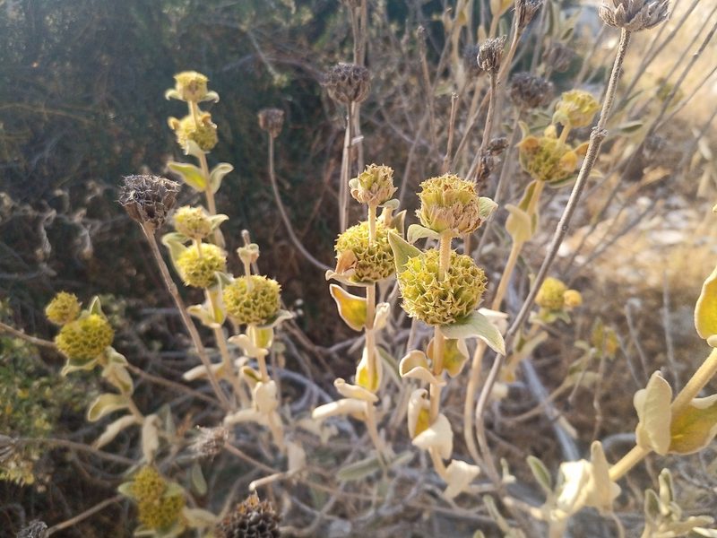 Phlomis fruticosa, photographed by Michal Honskus
