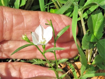 Evolvulus sericeus, photographed by Annika Lindqvist