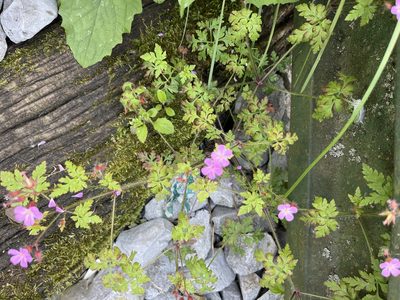 Geranium purpureum, photographed by Elliot Greiner