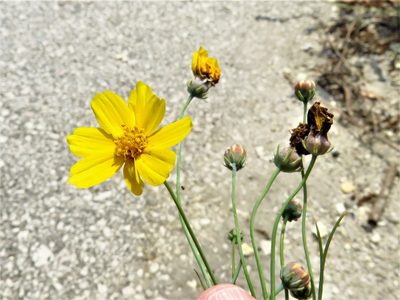 Thelesperma simplicifolium