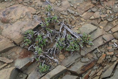 Hermannia spinosa, photographed by Tony Rebelo