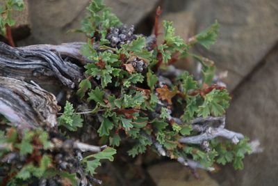 Hermannia spinosa, photographed by Tony Rebelo