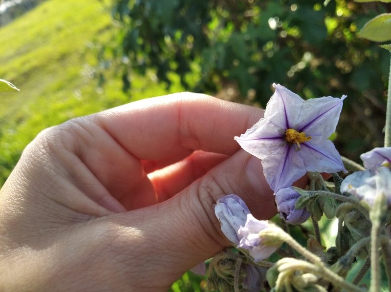 Solanum paniculatum, photographed by Márcia Martins
