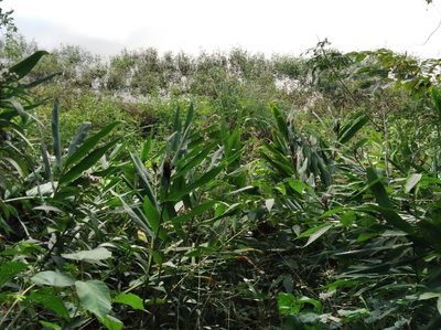 Hedychium coronarium, photographed by Márcia Martins