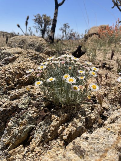 Erigeron concinnus, photographed by Melanie J. Davis