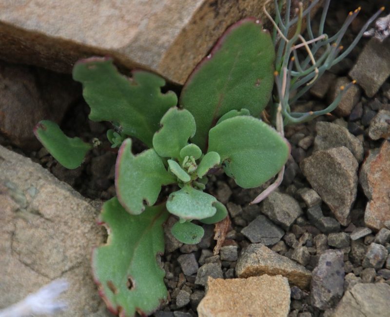 Tetragonia echinata, photographed by Tony Rebelo