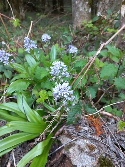 Scilla lilio-hyacinthus, photographed by Dr. Sven Gippner