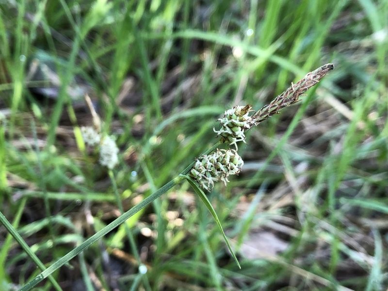 Carex tomentosa, photographed by Jason Grant