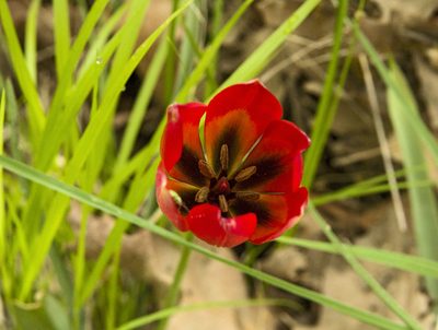 Tulipa orphanidea, photographed by katunchik