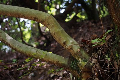 Fraxinus sieboldiana, photographed by harum.koh