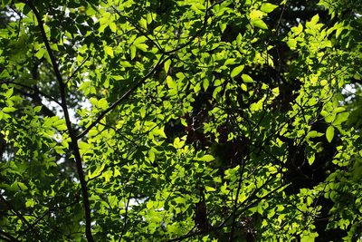 Fraxinus sieboldiana, photographed by harum.koh
