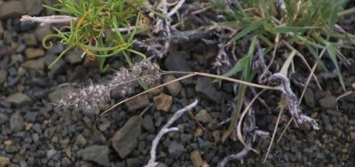 Enneapogon scaber, photographed by Tony Rebelo