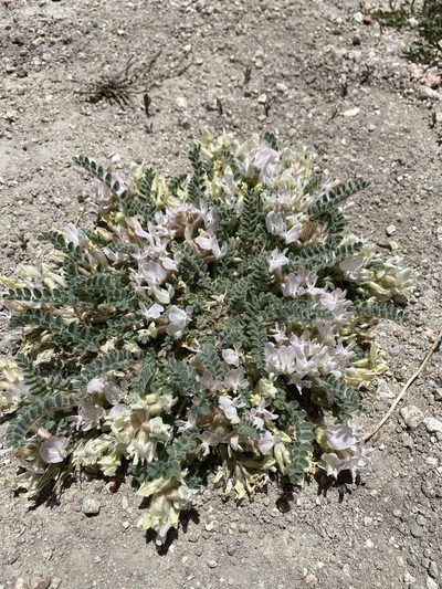 Astragalus parryi, photographed by Abra Zobel