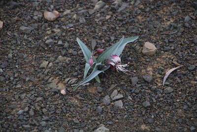 Ornithoglossum undulatum, photographed by Tony Rebelo