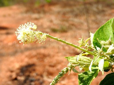 Croton culiacanensis, photographed by Francisco Farriols Sarabia