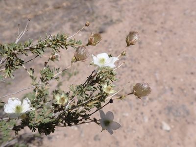 Fallugia paradoxa, photographed by Michael Bunsen