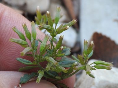 Hedeoma acinoides, photographed by Sam Kieschnick