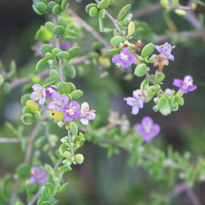 Lycium brevipes, photographed by Bill Levine