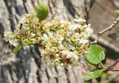 Casearia corymbosa, photographed by Francisco Farriols Sarabia