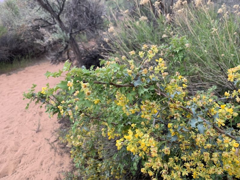 Berberis fremontii, photographed by brunsonm