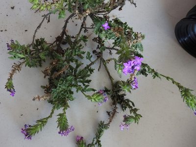 Verbena tumidula, photographed by Sam Kieschnick