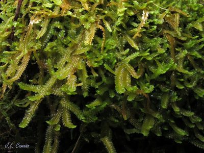 Saccogyna viticulosa, photographed by José Luis Camaño