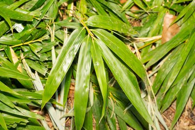 Pseudosasa japonica, photographed by Andrew Skotnicki