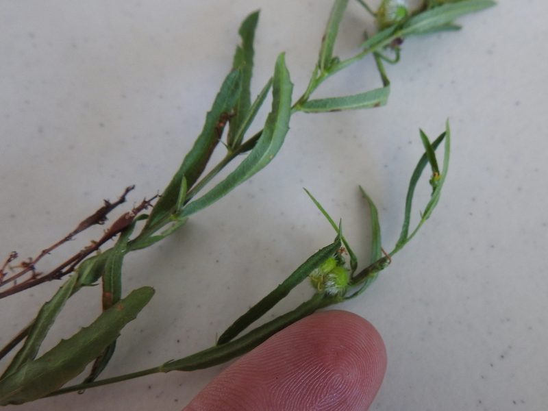 Tragia leptophylla, photographed by Sam Kieschnick