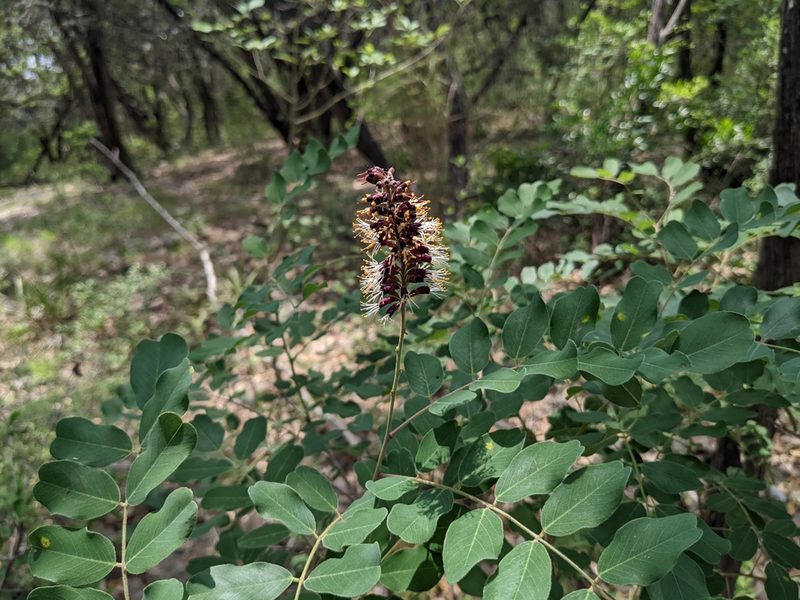 Amorpha roemeriana, photographed by Cleveland Powell