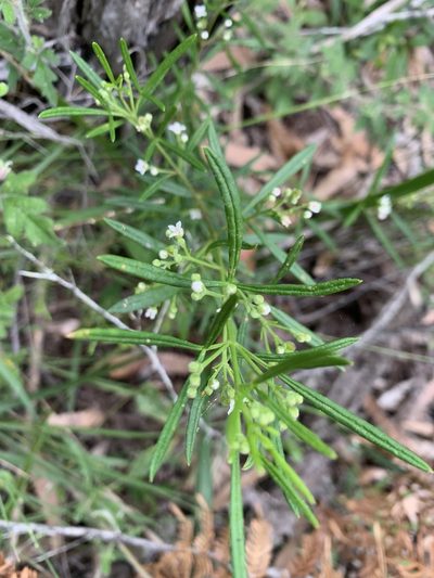 Zieria laevigata, photographed by Guy Taseski