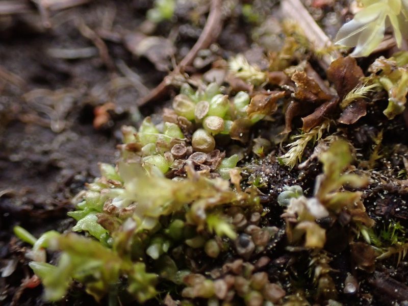 Sphaerocarpos texanus, photographed by Randal