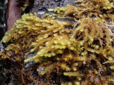 Antitrichia curtipendula, photographed by Randal