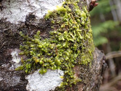 Radula complanata, photographed by Randal