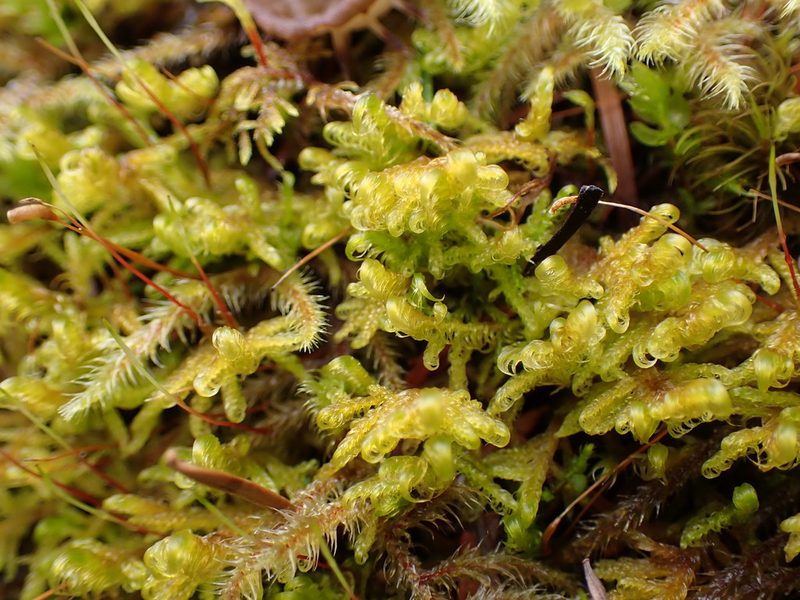 Sanionia uncinata, photographed by Randal