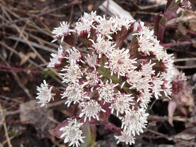 Petasites frigidus, photographed by Randal