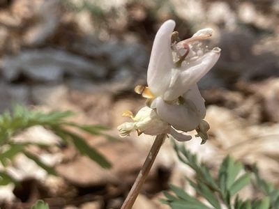 Dicentra cucullaria, photographed by Derek