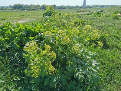Smyrnium olusatrum, photographed by Rachel Webster