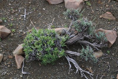 Garuleum bipinnatum, photographed by Tony Rebelo
