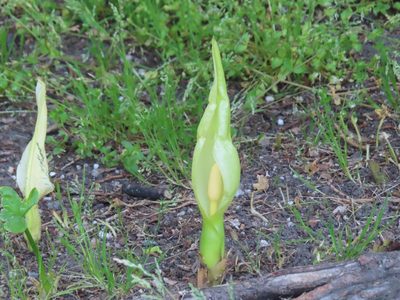 Arum italicum, photographed by Robin Fokker