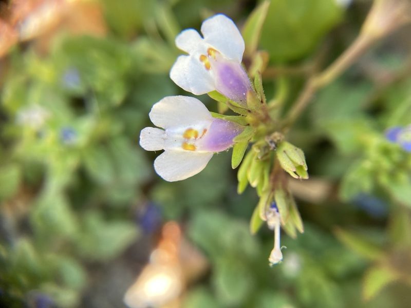 Mazus pumilus, photographed by Dilrukshan Priyantha Wijesinghe
