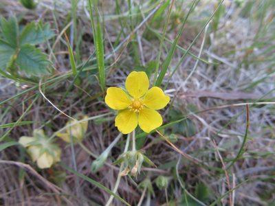 Potentilla canadensis, photographed by Luka S. (someplant)