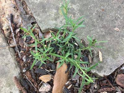 Polypremum procumbens, photographed by ALLIE BORGMEYER