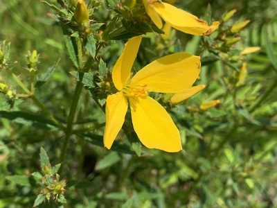 Rhexia lutea, photographed by Laura Clark
