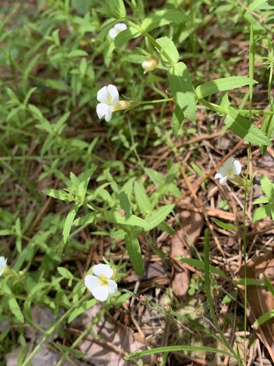 Gratiola brevifolia, photographed by Laura Clark