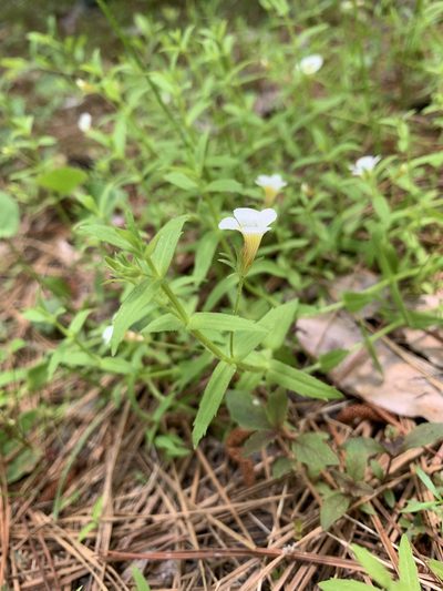 Gratiola brevifolia, photographed by Laura Clark
