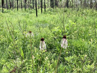 Echinacea sanguinea, photographed by Laura Clark